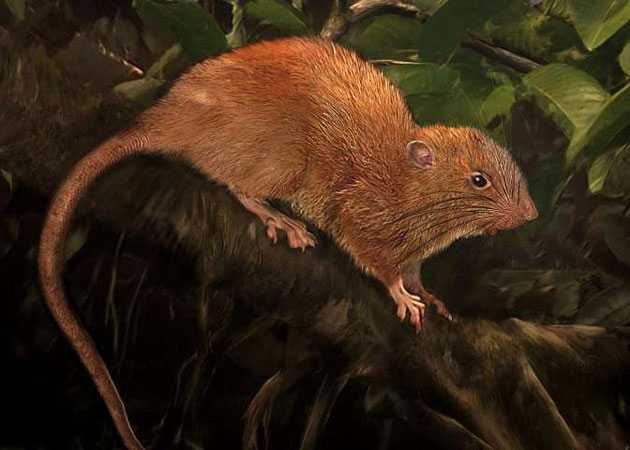 Künstlerische Rekonstruktion der neuen Riesenrattenart auf der Solomonen-Insel Vangunu (Illu.). Copyright: Velizar Simeonovski, The Field Museum