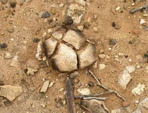 Einer der von Feuer geschwärzten Steine an der Moyjil Site im australischen South-West Victoria.Copyright: Bowler et al., Scientific Report 2019