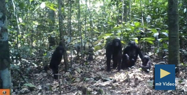 Schimpansen bemerken eine Wildtierkamera.Copyright/Quelle: LuiKotale Bonobo Project / eva.mpg.de