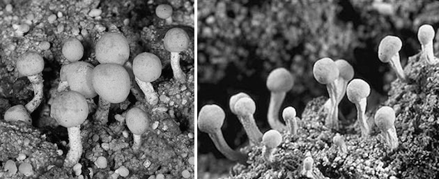 Zum Vergleich: Irdische Flechten (Dibaeis baeomyces) von vergleichbarer Größe (2-6 mm)… Copyright/Quelle: Reproduced by permission: Courtesy of Dragisa Savic (l.) and Stephen und Sylvia Sharnoff (r.). / Journal of Astrobiology and Space Science Reviews, 1, 40--81, 2019; Joseph et al.