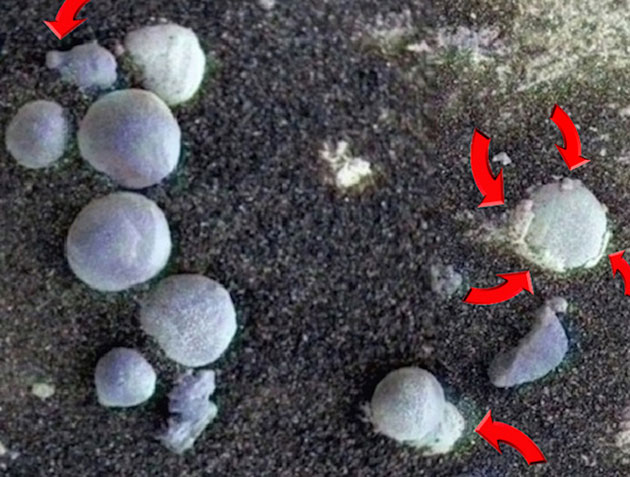 In diesen Strukturen, aufgenommen am 257. Missionstag (Sol) durch den NASA-Mars-Rover „Opportunity“ wollen die Autoren eine Marsvariante irdischer Ständerpilze (Basidiomycota) erkennen, die sowohl bereits Sporen als auch Teile ihrer Außenhaut verloren haben. Copyright/Quelle: NASA / Journal of Astrobiology and Space Science Reviews, 1, 40--81, 2019; Joseph et al.