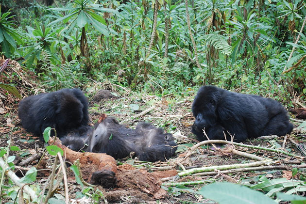 Gorillas inspizieren den Körper eines nur wenige Stunden zuvor verstorbenen Gruppenmitglieds. Copyright: Dian Fossey Gorilla Fund International