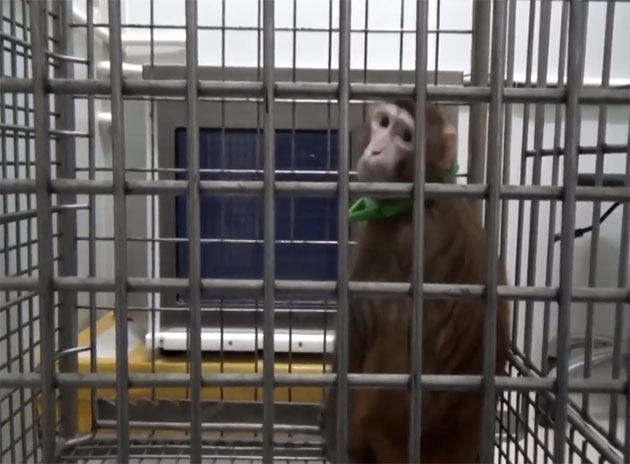 Ein transgener Rhesusaffe bei einem Kognitionstest im Kunming Institute of Zoology. Copyright: Kunming Institute of Zoology