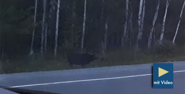 Standbild aus dem Video. Copyright/Quelle: Audrée Tanguay Fréchette / YouTube