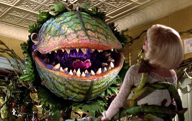 Standbild aus dem Film „Der kleine Horrorladen“ (1986) und humorvoller Kommentar zum Konzept sich selbst bewusster Pflanzen. Copyright: The Geffen Film Company/Warner Bros.