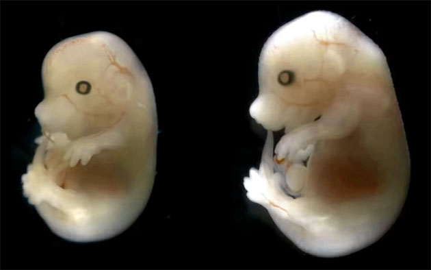 Symbolbild: Mäuse-Embryo Copyright: University of Cambridge