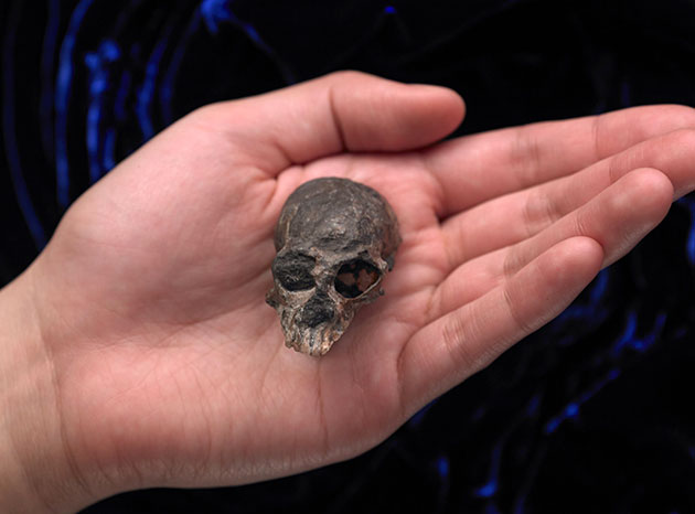 Der erstaunlich gut erhaltene, 20 Millionen Jahre alte, fossile Schädel von Chilecebus carrascoensis. Copyright: AMNH/N. Wong and M. Ellison