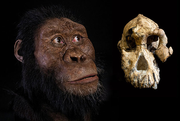 Der 3,8 Millionen Jahre alte fossile Schädel eines Australopithecus anamensis (l.) und die dazugehörige Gesichtsrekonstruktion. Copyright: Dale Omori (Schädel) und Matt Crow (Rekonstruktion), Cleveland Museum of Natural History