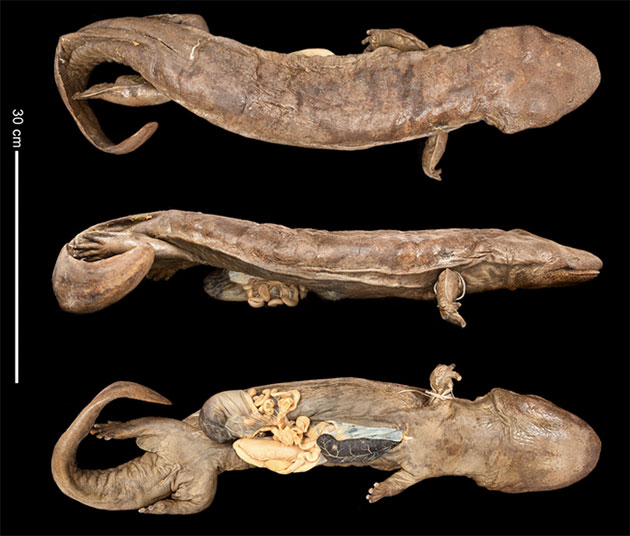 Museumspräparat eines kleineren Exemplars der nun als eigene Art beschriebenen Art von Chinesischen Riesensalamander beschriebenen Andrias sligoi. Quelle/Copyright: Zoological Society of London library