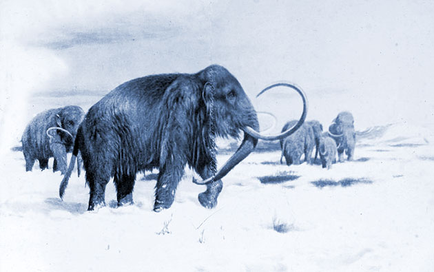 Grafische Darstellung einer Mammutherde (Illu.). Copyright/Quelle: Gemeinfrei (Reproduktion aus: Weltall und Menschheit, Hans Kraemer 1902-1904