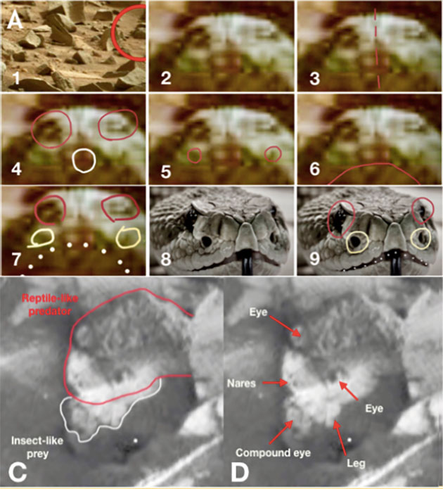 In diesen Aufnahmen vom Mars erkennt Romoser die Merkmale einer Schlange (A) und einer weiteren Schlange mit einem Insekt im Maul (C, D). Copyright/Quelle: Romoser, 2019/ NASA