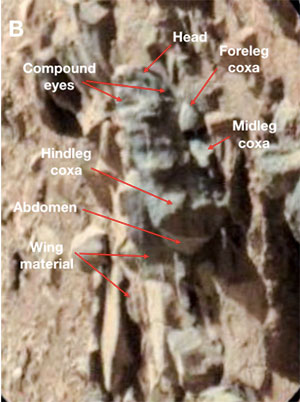 Zeigt diese Rover-Aufnahme eine Insekten-Fossil auf dem Mars? In diesen Aufnahmen vom Mars erkennt Romoser die Merkmale einer Schlange (A) und einer weiteren Schlange mit einem Insekt im Maul (C, D). Copyright/Quelle: Romoser, 2019/ NASA
