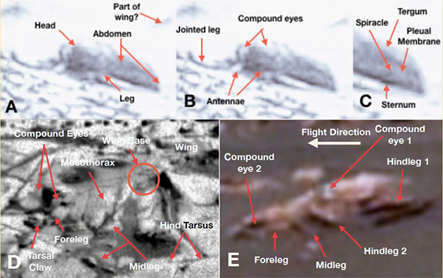 Die Struktur auf dieser Aufnahme deutet der anerkannte Insektenexperte Romoser als „käferartigen“ Organismus (A, B, C) und verweist auf das gleichzeitige Vorhandensein nahezu sämtlicher für ein Insekt typische Körpermerkmale und Segmente, wie er sie auch auf weiteren Rover-Fotos entdeckt und identifiziert haben will (D, E, F, G). Copyright/Quelle: Romoser, 2019/ NASA