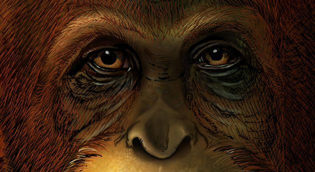 Künstlerische Gesichtsrekonstruktion eines Gigantopithecus blacki, basierend auf der Verandtschaft zu heute lebenden Orang-Utans (Illu.).  Copyright: Ikumi Kayama (Studio Kayama LLC)