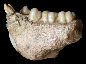 Der Unterkiefer eines Gigantopithecus blacki. Copyright: Prof. Wei Wang, Photo retouching: Theis Jensen