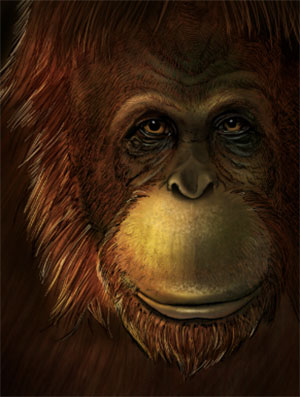 Künstlerische Darstellung von Gigantopithecus blacki. Copyright: Ikumi Kayama (Studio Kayama LLC)