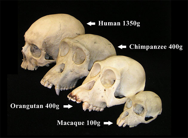 Vergleichende Anatomie: Schädel von Mensch, Schimpanse, Orang-Utan und eines Makaken mit Angabe des durchschnittlichen Hirngewichts. Copyright: Christopher Walsh (via WikimediaCommons) / CC BY-SA 2.5