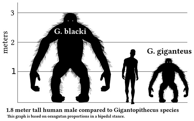 Rekonstruktion der vermuteten Größe: G. blacki (links) und G. giganteus (rechts) in der Körperhaltung eines aufrecht stehenden Orang-Utans; in der Mitte: Homo sapiens. Copyright: Discott (via WikimediaCommons) / CC BY-SA 3.0