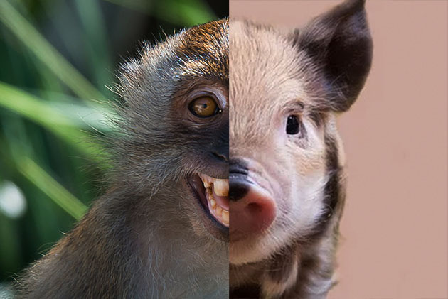 Symbolbild: Chimäre aus Schwein und Javaneraffe (Illu.). Copyright: Affe: Rushen (via WikimediaCommons, CC B-SA 3.0) / Schwein: pixel2013 (via Pixabay.com, Pixabay License)