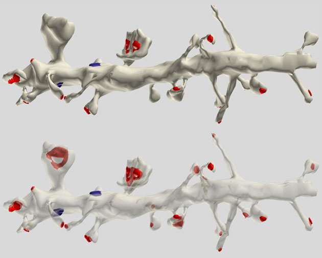 Archivbild: Ansicht eines Segments pyramidaler Zelldenriten (Illu.). Copyright: Dr. Kristen M. Harris (via WikimediaCommons) / CC BY-SA 2.0