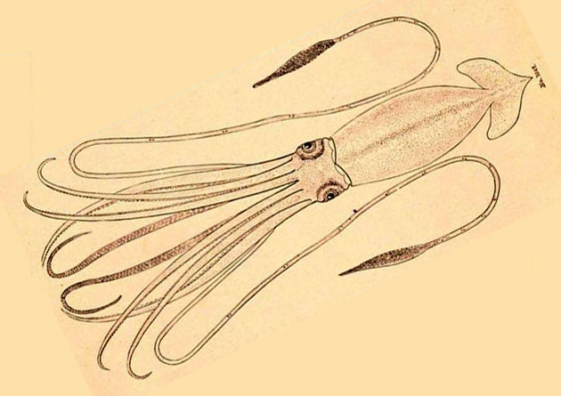 Riesenkalmar (Illu.). Copyright: Irken, CC-BY-SA 3.0