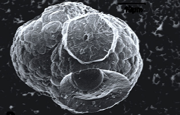 Eines von unzähligen, im Innern von Methanhydratlagern entdecktes Mikrohabitat, wie es von seinen Entdeckern aufgrund seiner Form als „Todesstern“ bezeichnet wird. Copyright/Quelle: Snyder et al. (Natur Scientific Report 2019) / University of Abderdeen