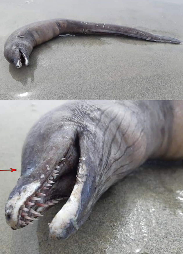 Der - nur auf den ersten Blick rätselhafte – Kadaver am Strand von Puerto Vallarta. Copyright/Quelle: Documental Nayarit