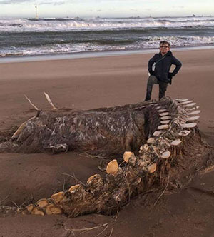 Der Kadaver von Aberdeenshire. Copyright/Quelle: Furbar News / Inverness Courir