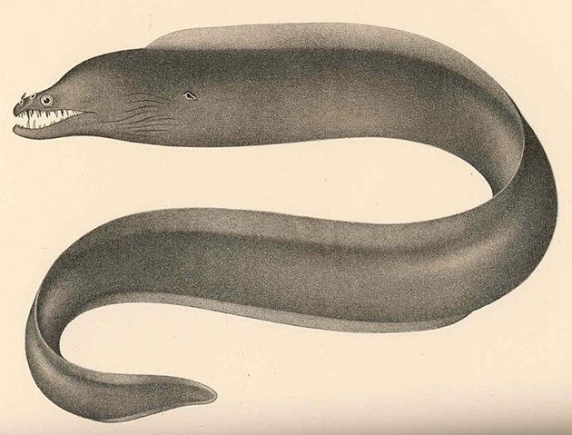 Enchelynassa vinolentus (Illu.). Copyright: Public Domain