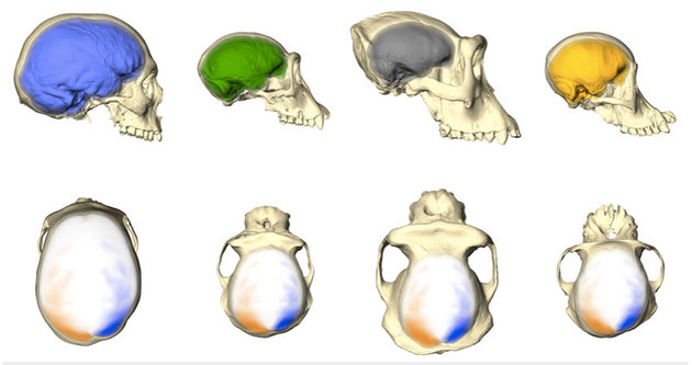 Menschen, Schimpansen, Gorillas und Orang-Utans haben unterschiedlich aussehende Endocasts und Gehirne (siehe obere Reihe). Aber sie haben das gleiche Asymmetriemuster wie man aus der unteren Reihe erkennen kann. Dieses Muster umfasst eine stärker nach hinten ragende linke Gehirnhälfte und eine stärker nach vorne ragende rechte Gehirnhälfte mit lokalisierten größeren Oberflächenbereichen (orange) auf einer Gehirnhälfte im Vergleich zu entsprechenden kleineren Bereichen (blau) auf der anderen Hemisphäre. Copyright: Simon Neubauer, CC BY-NC-ND 4.0