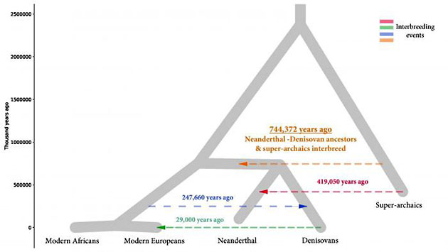 Stammbaumdiagramm des Menschen zeigt die Kreuzungen zwischen verschiedenen Arten. Quelle: Rogers et al. / Science Advances