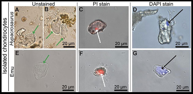 Isolierte Chondrozyten aus den Entenschnabelsaurier-Proben (Hypacrosaurus) und ihre positive Reaktion auf zwei Prüfverfahren auf DNA: Die Abbildungen A, B und E zeigen isolierte Chondrozyten von Hypacrosaurus (o.) und Emu (u.). Hypacrosaurus-Chondrozyten wurden erfolgreich als einzelne Zellen (A) und Doppelzellen (B) isoliert. Hypacrosaurus (C) und Emu-Chondrozyten (F) zeigen eine positive Reaktion auf Propidiumiodid (PI), einen DNA-Interkalationsfarbstoff, auf eine kleine und kreisförmige Region, die sich intrazellulär befindet (weiße Pfeile). Hypacrosaurus (D) und Emu-Chondrozyten (G) zeigen ebenfalls eine ähnliche Bindung, wenn sie-Diamidino-2-phenylindoldihydrochlorid (DAPI) ausgesetzt werden, einer anderen DNA-spezifischen Färbung (schwarze Pfeile). In beiden Fällen fällt die die Färbung der Emu-Zellen signifikant größer als in den Dinosaurierzellen. Copyright/Quelle: Bailleu et al. 2020, National Science Review