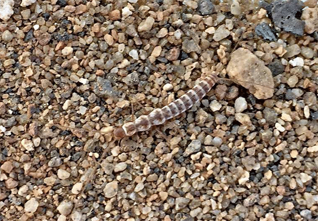 Eine weitere der in der Atacama-Wüste entdeckten Maindronia-Arten. Copyright: Alvaro Zúñiga-Reinoso / Universität Köln