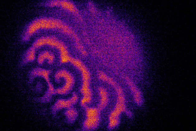 Milliarden aktivierter Proteine wandern in Spiralmustern über die Membran der Eizelle und signalisieren auf diese Weise der Eizelle den Start der Zellteilung und so der Entstehung eines neuen Lebewesens. Copyright: Fakhri, Dunkel et al., „Nature Physics“ 2020 / MIT