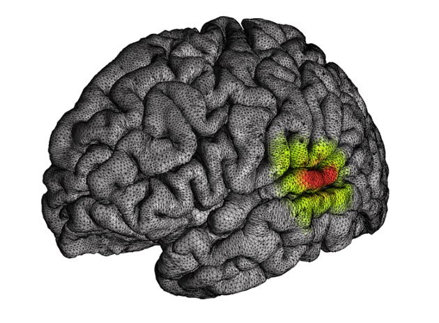 Symbolbild: Hirnaktivitätsmuster (Illu.). Copyright: Chang Lab