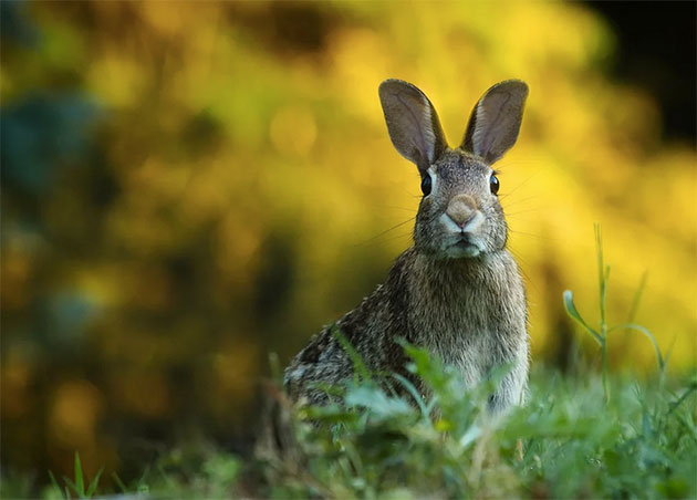 Symbolbild: Hase Copyright: Gary Bendig (via Unsplash.com)