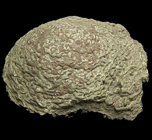 Ein Stromatolith aus der Asse bei Braunschweig, ein Exemplar derjenigen, die Kalkowskys Beschreibung von 1908 zugrunde lagen. Copyright: Brudersohn (via WikimediaCommons) / CC BY-SA 3.0