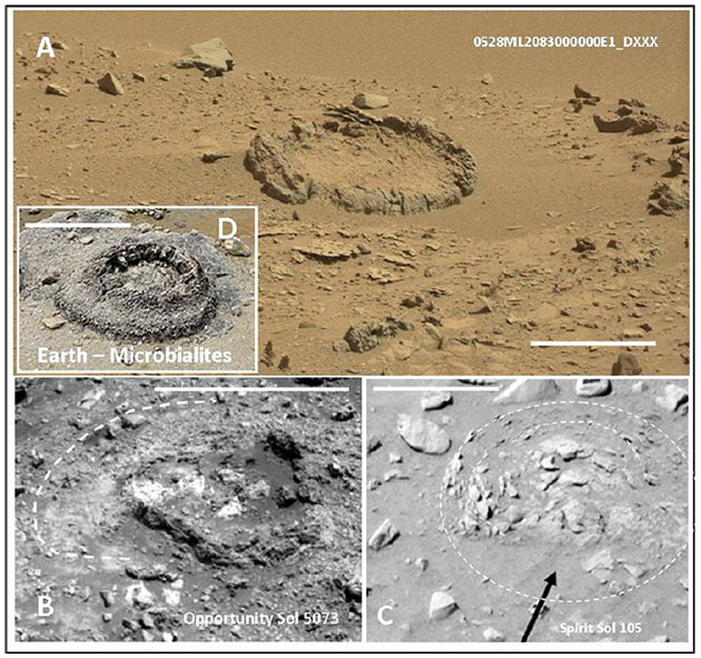 Rover-Aufnahmen runder abgeflachter Aufbrüche auf dem Mars (A-C) und zum Vergleich eine bekannte erodierte mikrobialithische Struktur (D) am westaustralischen Lake Thetis. Die Maßbalken entsprechen jeweils 0,5 Metern. Quelle/Copyright: V. Rizzo, International Journal of Astrobiology, 2020 / NASA / Hntgr. (D) by Bahnfrend (via WikimediaCommons)