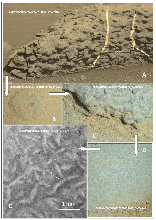 Auf diesen Curiosity-Aufnahmen vom 1256 Missionstag (sol) zeichnen sich auf der Gesteinsoberfläche kleine Strukturen ab, deren Körper gebogen sind, spitz zulaufen und stark an irdische biogene Strukturen erinnern (B und C; Vergrößerungen: D, E). Quelle/Copyright: V. Rizzo, International Journal of Astrobiology, 2020 / NASA