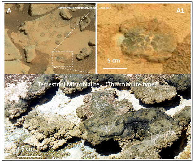 Auf Aufnahmen eines Aufbruches, den der Curiosity-Rover am Missionstag 890 untersuchte, zeigen sich kleine Strukturen (A, A1), deren Merkmale gleich vielfach irdischen Thromboliten (B) gleichen. Quelle/Copyright: V. Rizzo, International Journal of Astrobiology, 2020 / NASA