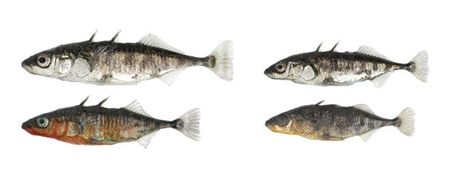 Im und um den Bodensee finden sich zwei Ökotypen des Dreistachligen Stichlings, die sich unter dem Einfluss ihres jeweiligen Lebensraums entwickelt haben: links der See-Stichling, rechts der Fluss-Stichling. Die beiden Ökotypen unterschieden sich in zahlreichen Merkmalen des Körperbaus und Verhaltens; am auffälligsten sind die Unterschiede in der Körpergröße und in der Brutfärbung der Männchen (untere Reihe). Copyright/Quelle: Universität Basel, Daniel Berner