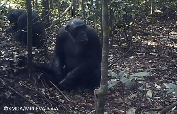 Schimpansen in La Belgique, Kamerun. Copyright: KMDA / MPI -EVA PanAf