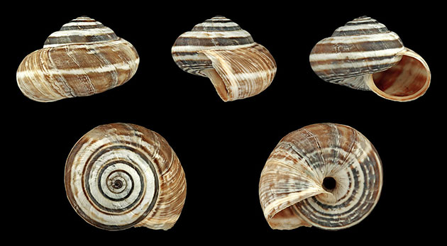 Gehäuse der Mittelmeer-Heideschnecke (Cernuella virgate). Copyright: H. Zell (via WikimediaCommons) / CC BY-SA 3.0