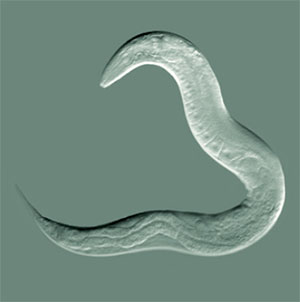 Der Spulwurm Caenorhabditis elegans Copyright: Bob Goldstein, UNC Chapel Hill (via Wikimedia Commons) / CC BY-SA 3.0