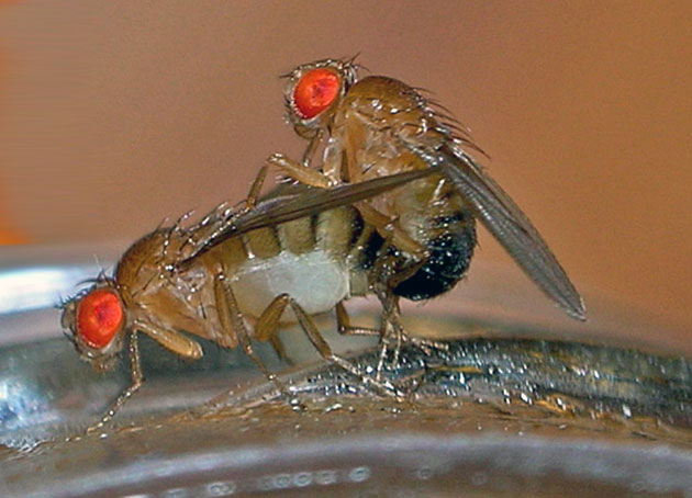 Kopulierende Fruchtfliegen Copyright: TheAlphaWolf (via WikimediaCommons) / CC BY-SA 3.0