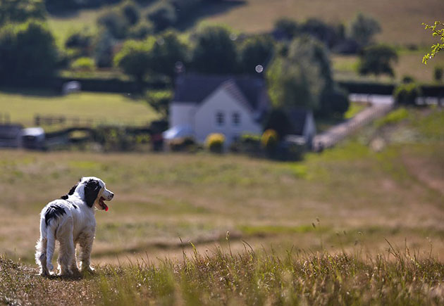 Symbolbild: Hund Copyright: DaveFrancis (via Pixabay.com) / Pixabay License