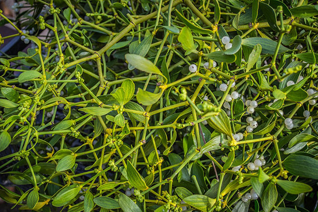 Symbolbild: Misteln Copyright: Simy27 (via Pixabay.com) Pixabay License