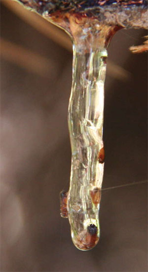 Detailansicht der im Harz eingeschlossenen und aktuell untersuchten Käfer. Copyright/Quelle: Xavier Delclòs / senckenberg.de