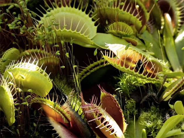 Symbolbild: Venus-Fliegenfalle. Copyright/Quelle: LawriePhipps (via Pixabay.com) / Pixabay License