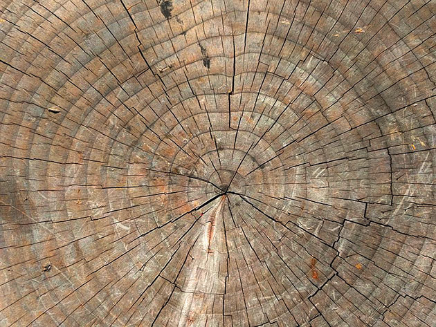 Baumringe. Copyright: Pixabay License